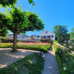 Ein schmaler Fußweg führt zwischen den blühenden Rosenbeeten hindurch, links bilden mehrere Bäume eine Schattenfläche.