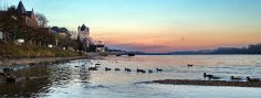 Das autofreie Rheinufer ist eine echte Wohlfühloase. Enten schwimmen auf dem Rhein, hinten sieht man die Kurfürstliche Burg.